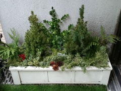 Window-boxes-winter-display
