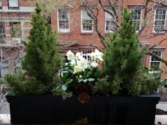 Windowbox-winter
