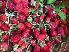 Harvest Berries