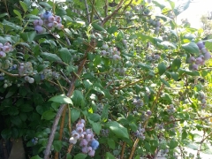 Blueberry Bush