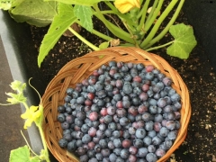 Harvest Blueberries