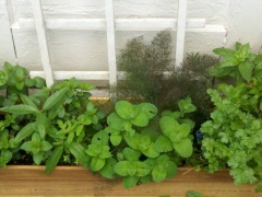 Herbs