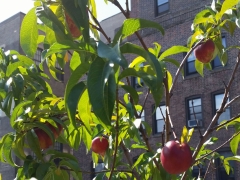 Nectarines on 74th