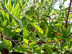 Zebra Tomato