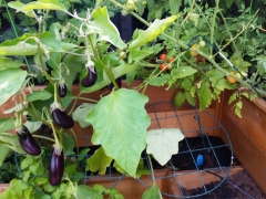 Eggplants