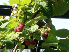 Berries