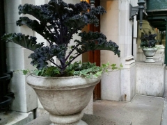 EntrancesSidewalkTreeBeds1