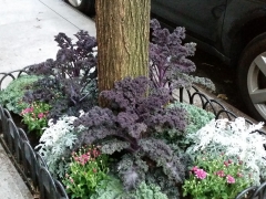 EntrancesSidewalkTreeBeds2