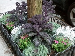Tree-pit-autumn-cabbage