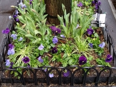 Tree-pit-spring-purple