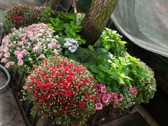 Tree-pits-autumn-mums