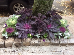 Tree-pits-autumn-ornimentals