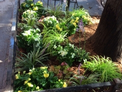Tree-pits-summer-shade-Brklyn