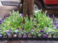 Treebed 1