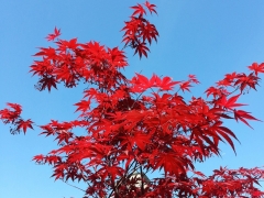 Very-red-maple