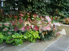 Courtyard-corner-summer